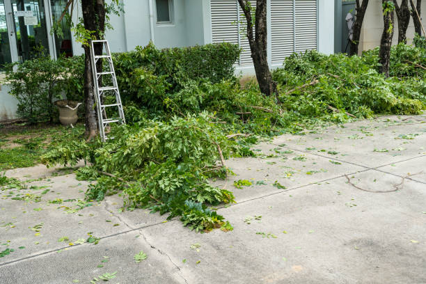 How Our Tree Care Process Works  in  Fairfax, VA